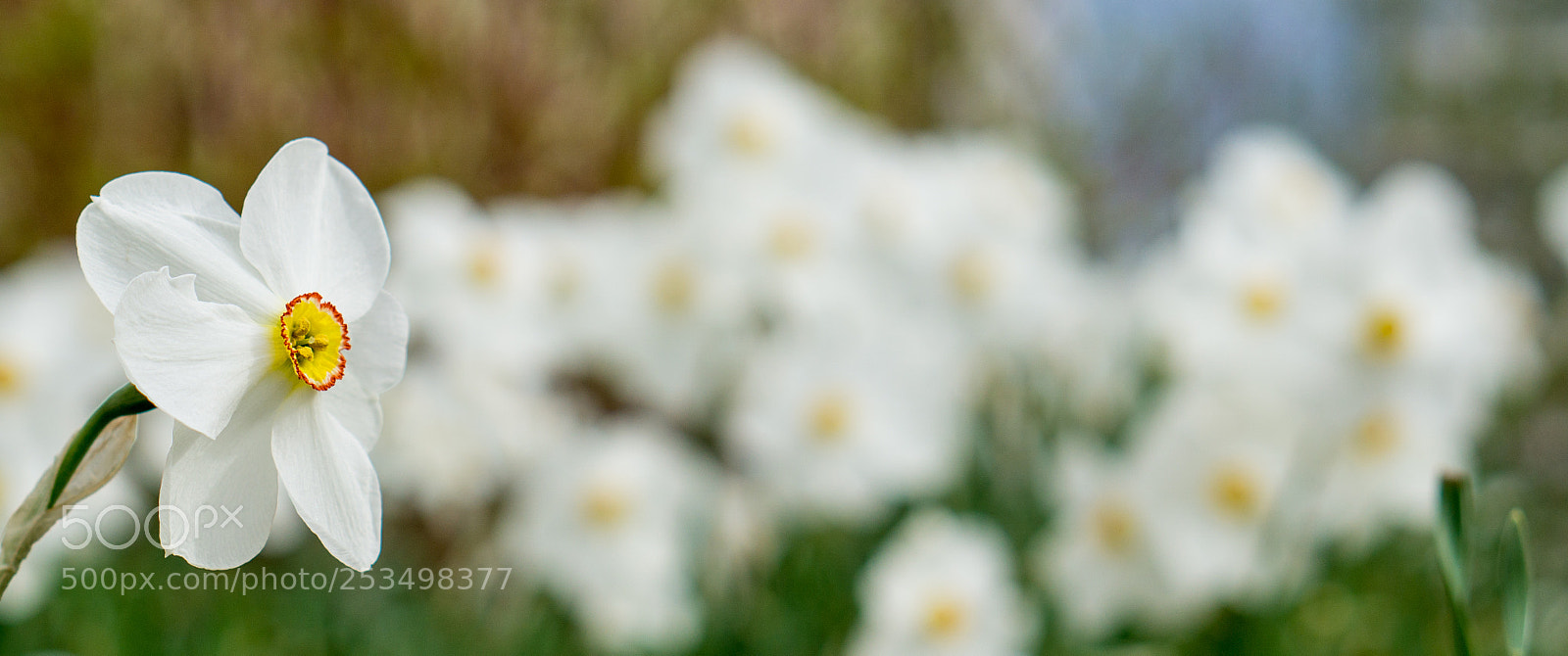 Sony a6000 sample photo. Osterglocke photography