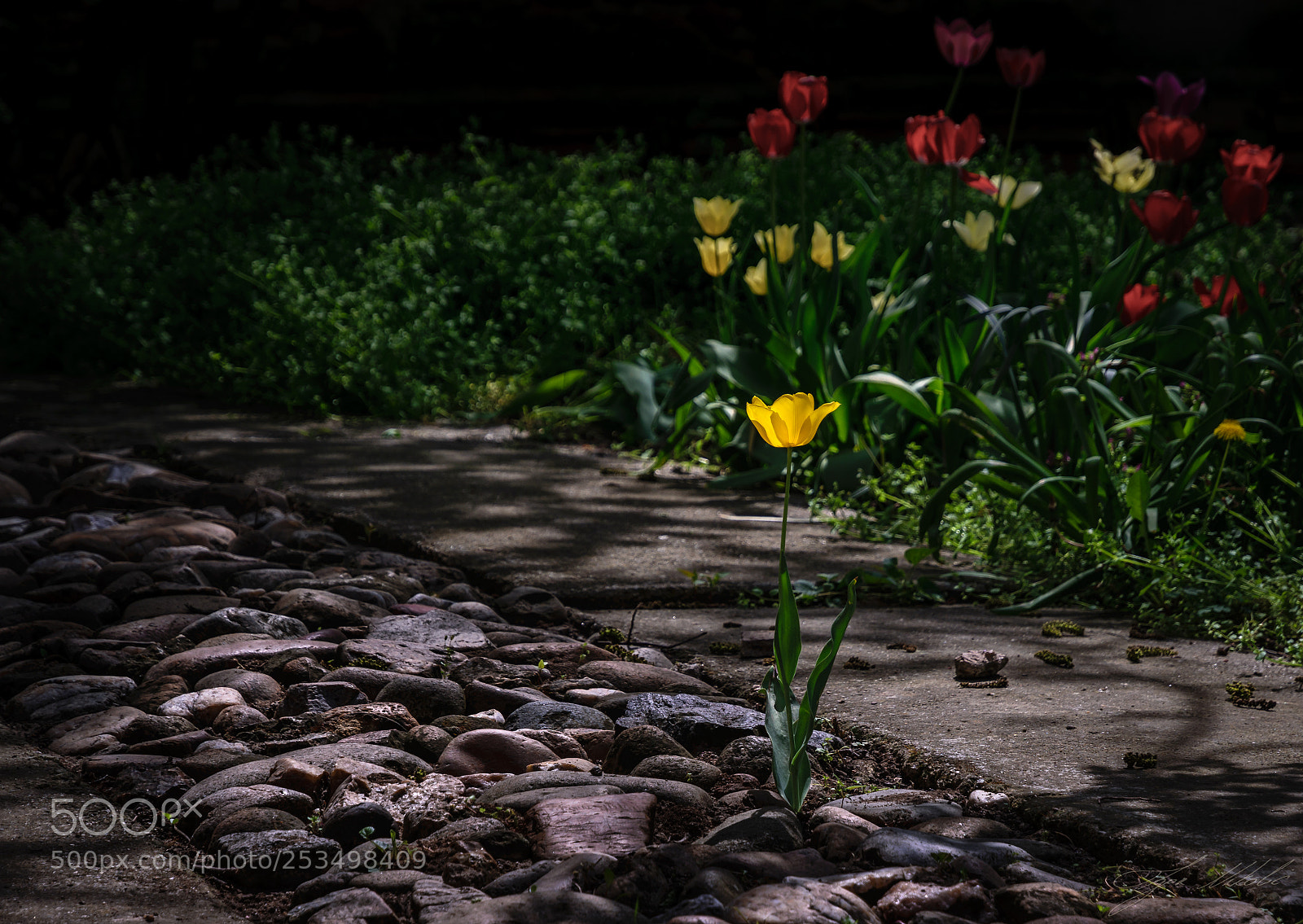 Nikon D5300 sample photo. Runaway tulip (of ) photography