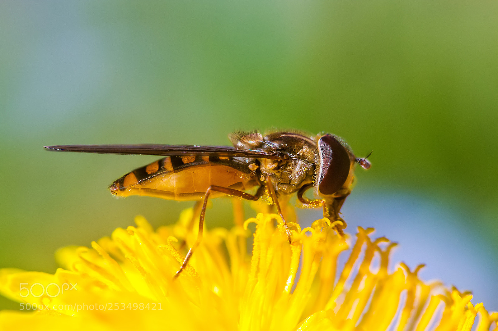 Canon EOS 70D sample photo. Insect16 photography