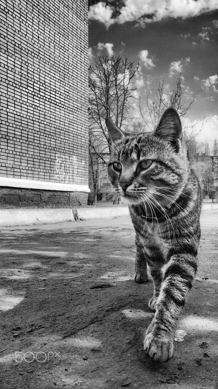 Nokia Lumia 1520 sample photo. Cat photography