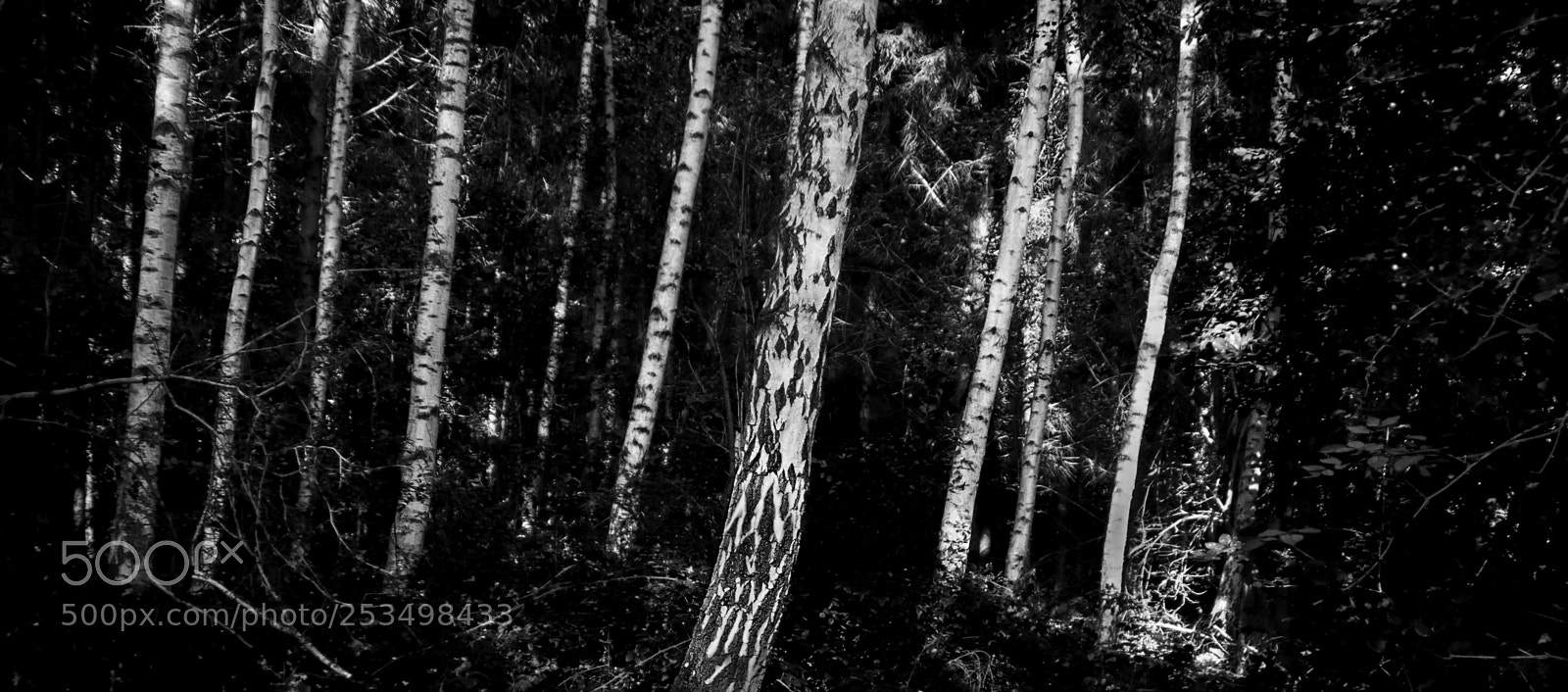 Sony ILCA-77M2 sample photo. Trees photography