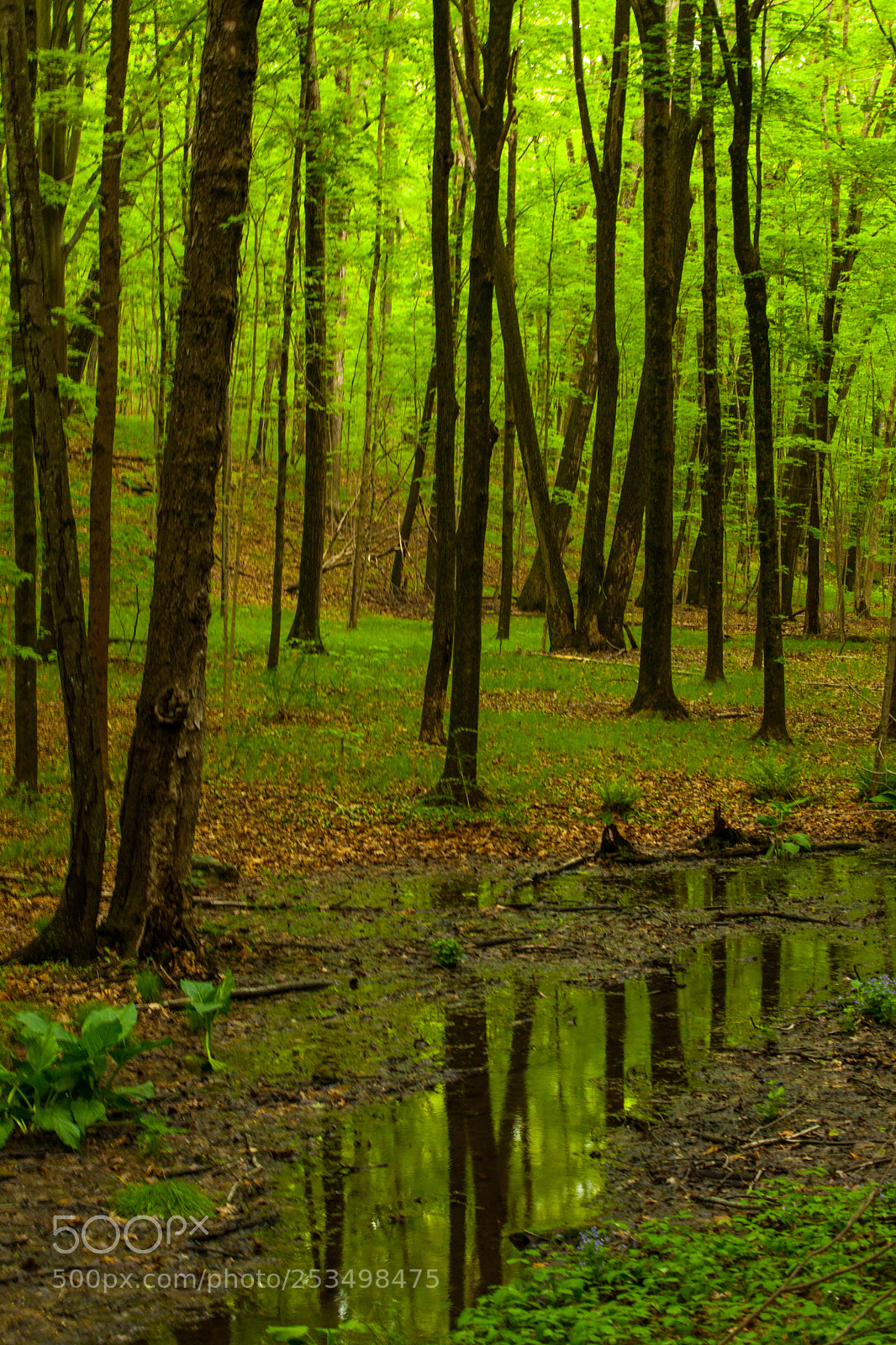 Canon EOS 5D Mark II sample photo. Reflections in the woods photography