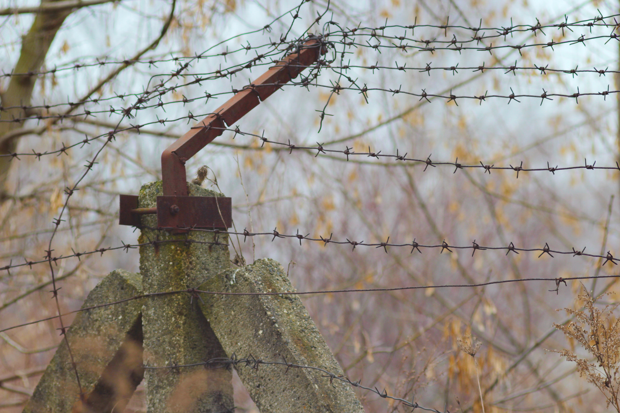 Canon EF 35-80mm f/4-5.6 sample photo. Prickle photography