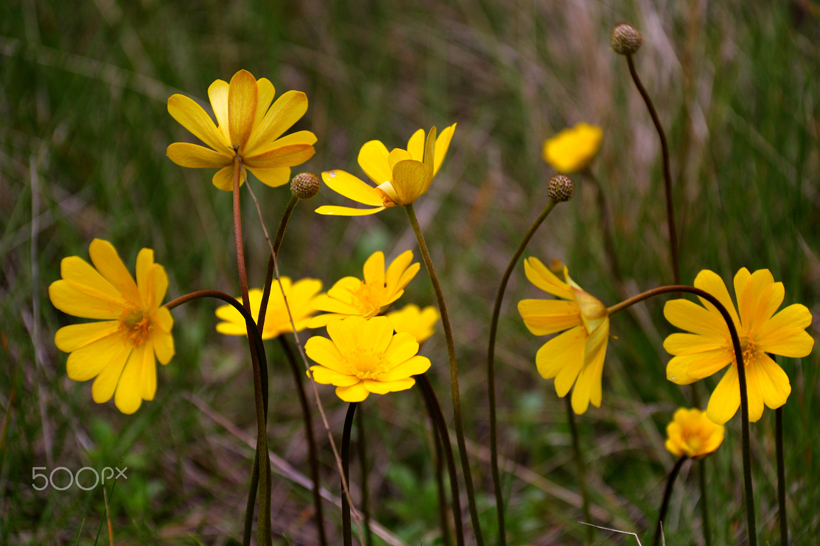 Canon EF-S 18-200mm F3.5-5.6 IS sample photo. Wild yellows photography