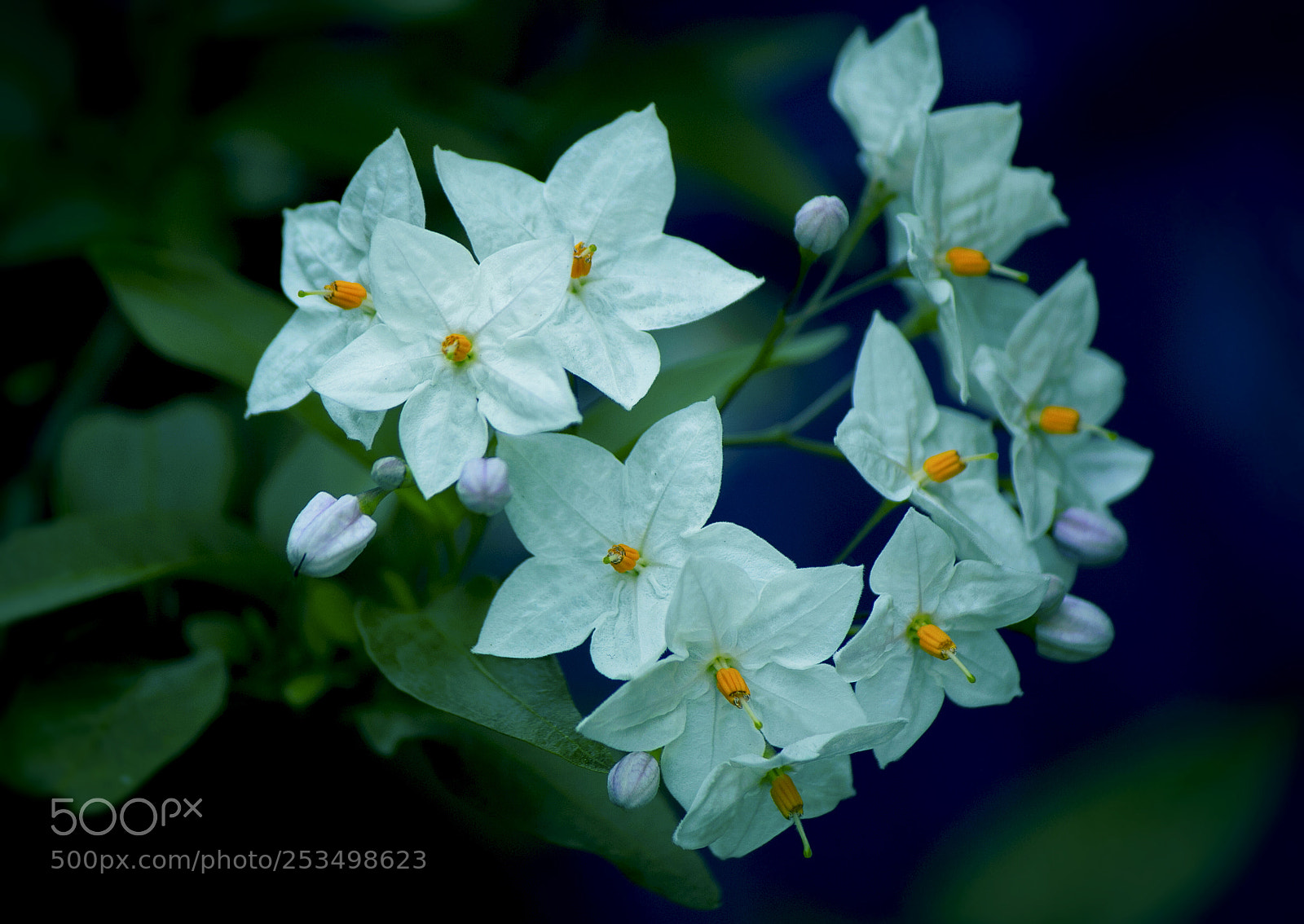Canon EOS 70D sample photo. Jasmine nightshade photography