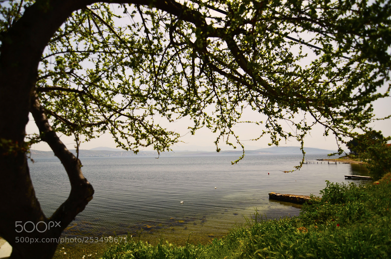 Nikon D5100 sample photo. Tree photography