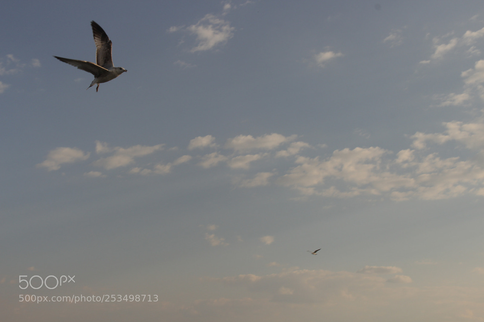 Canon EOS 700D (EOS Rebel T5i / EOS Kiss X7i) sample photo. Vuela vuela photography