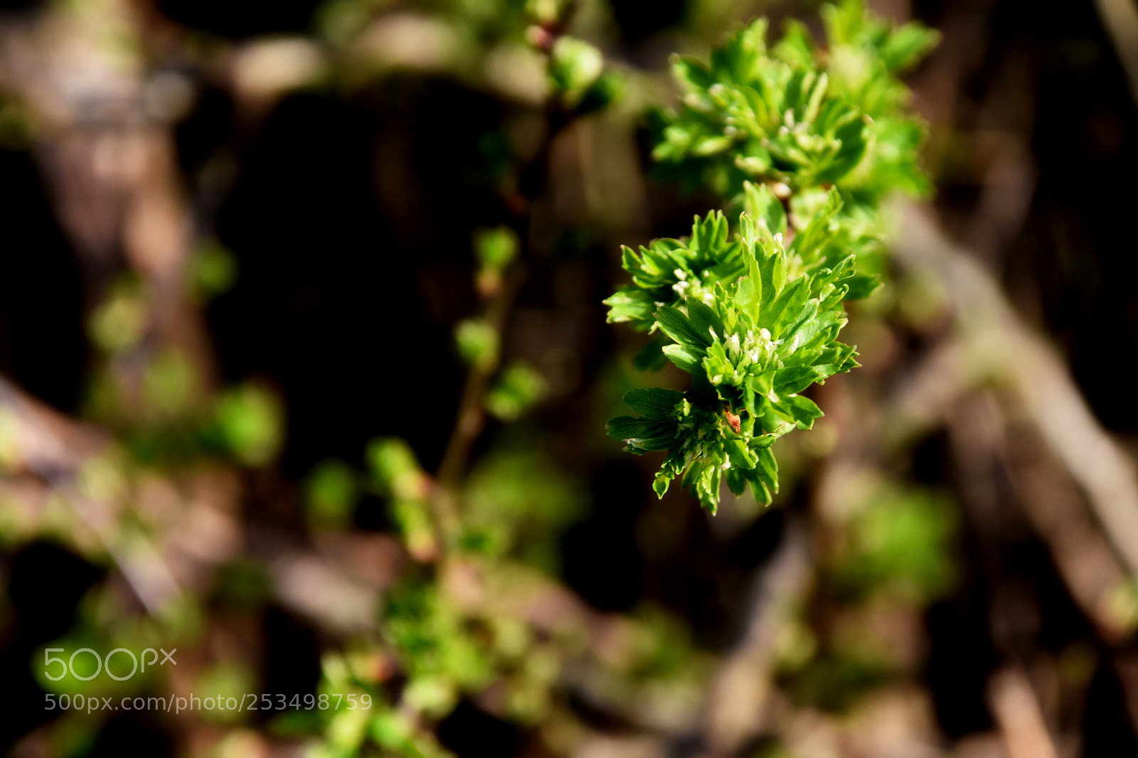 Nikon D3400 sample photo. Spring & flowers photography