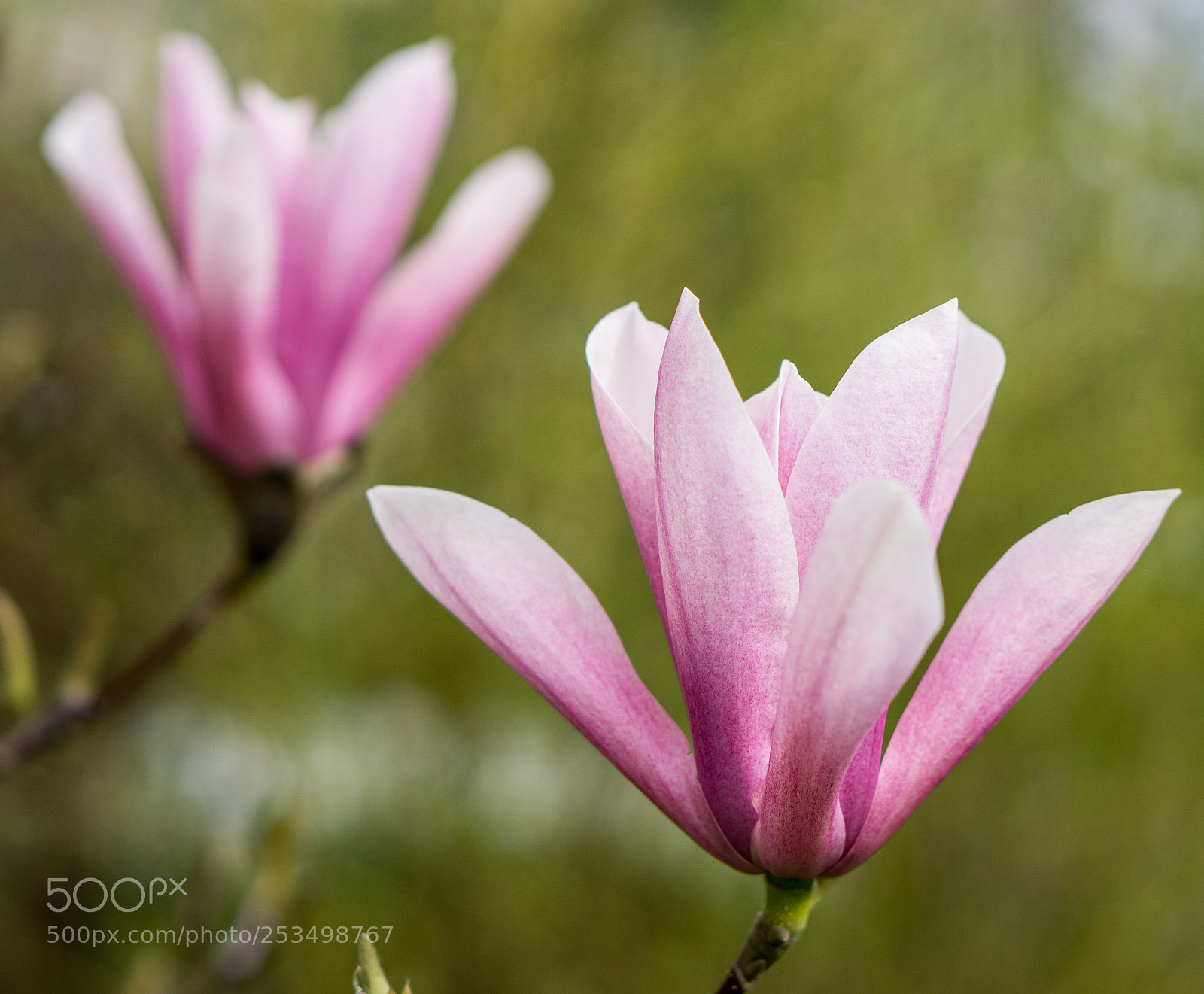 Sony a6000 sample photo. Magnolie photography