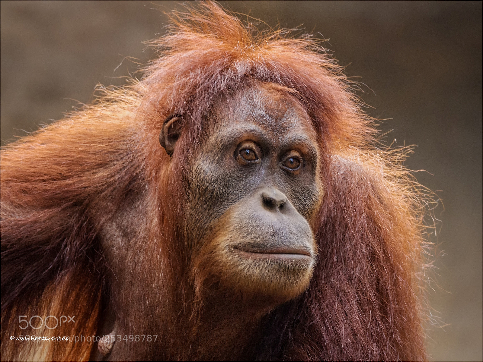 Olympus OM-D E-M10 sample photo. Orang-utan photography