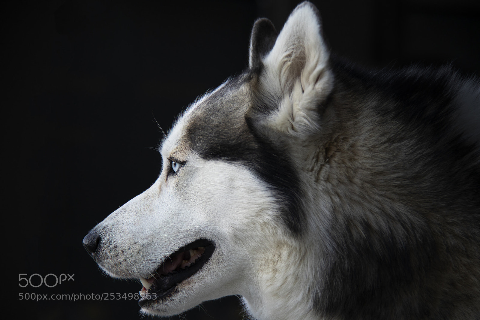 Canon EOS M6 sample photo. Husky eos m photography