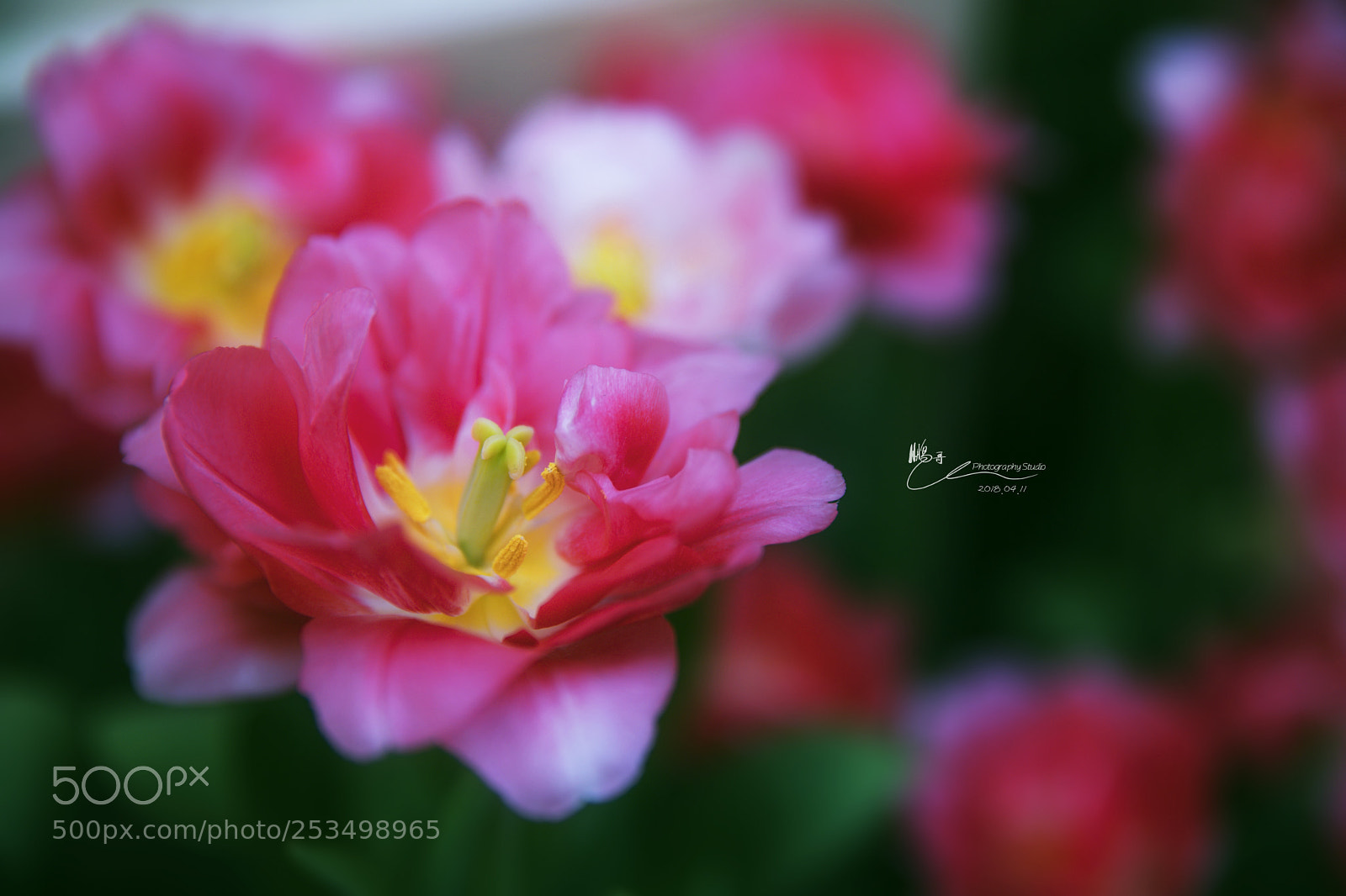 Canon EOS 6D Mark II sample photo. 花芯 photography