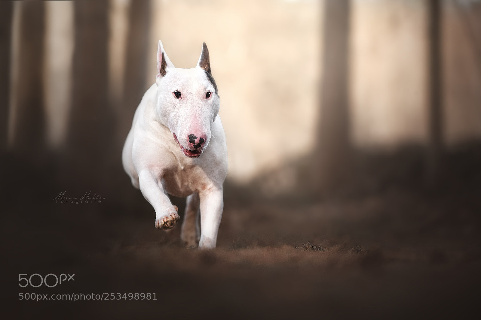 Nikon D3 sample photo. Running fast photography