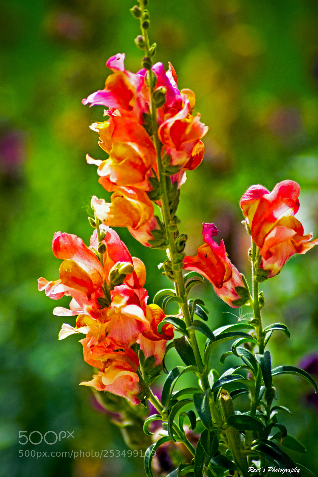 Nikon D5300 sample photo. Flowers photography