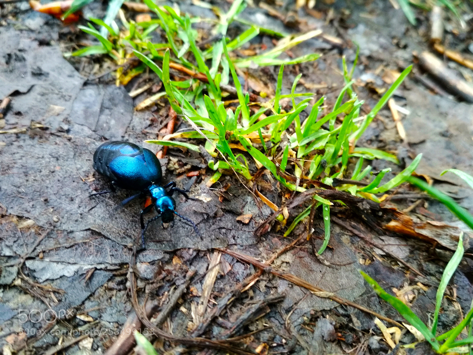 Xiaomi Redmi 4X sample photo. Meloe violaceus photography