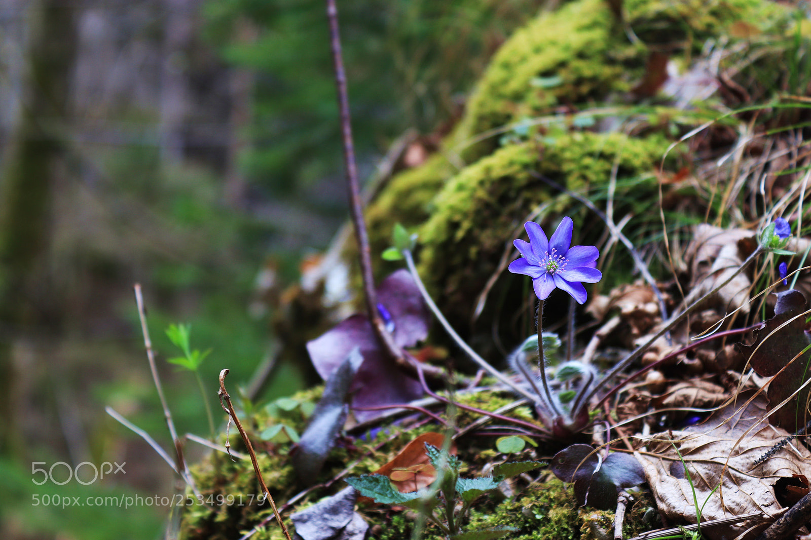 Canon EOS 77D (EOS 9000D / EOS 770D) sample photo. Untitled photography