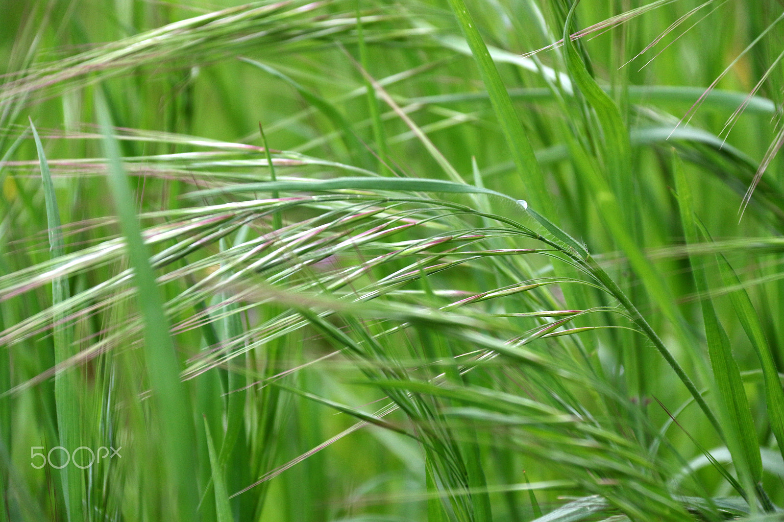 Canon EF-S 18-200mm F3.5-5.6 IS sample photo. Greens photography