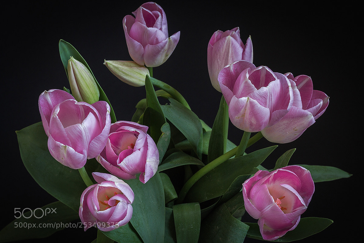 Canon EOS 600D (Rebel EOS T3i / EOS Kiss X5) sample photo. Tulipani photography