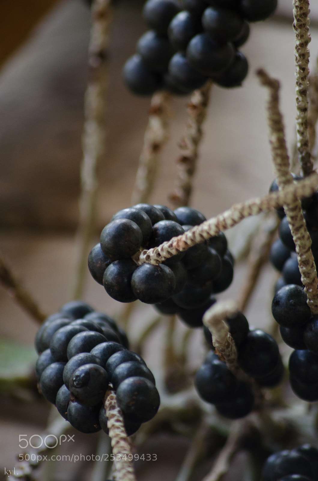 Nikon D5100 sample photo. Wassai photography
