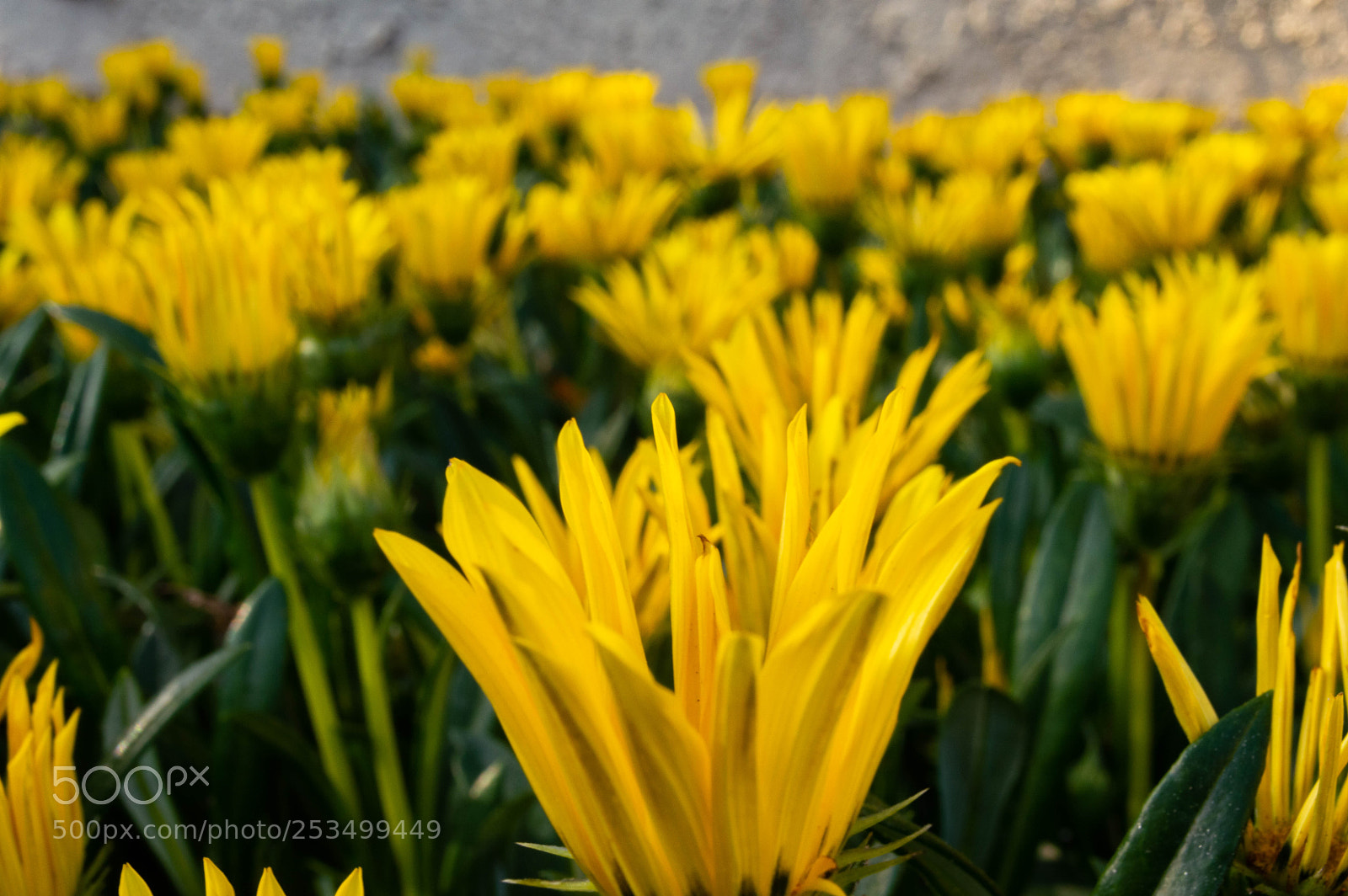 Nikon D3200 sample photo. Spring flowers photography