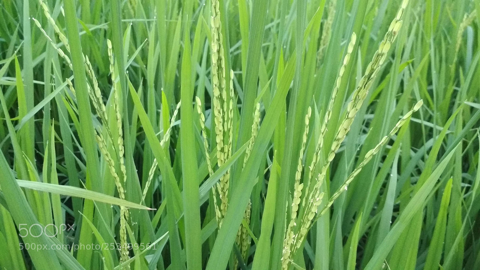 Xiaomi Redmi 4 Pro sample photo. ? rice photography