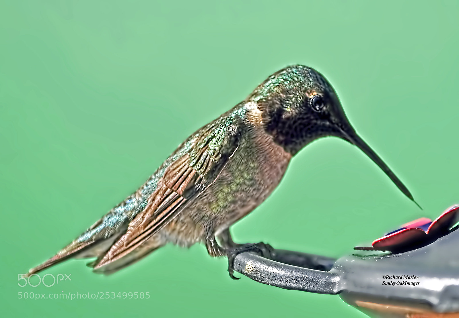 Nikon D5000 sample photo. Hummingbird photography