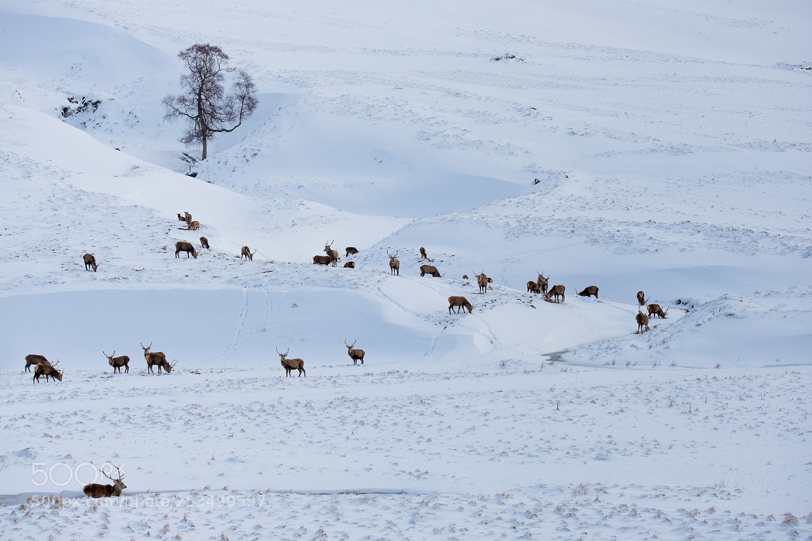 Fujifilm X-T20 sample photo. Distant stags in the photography