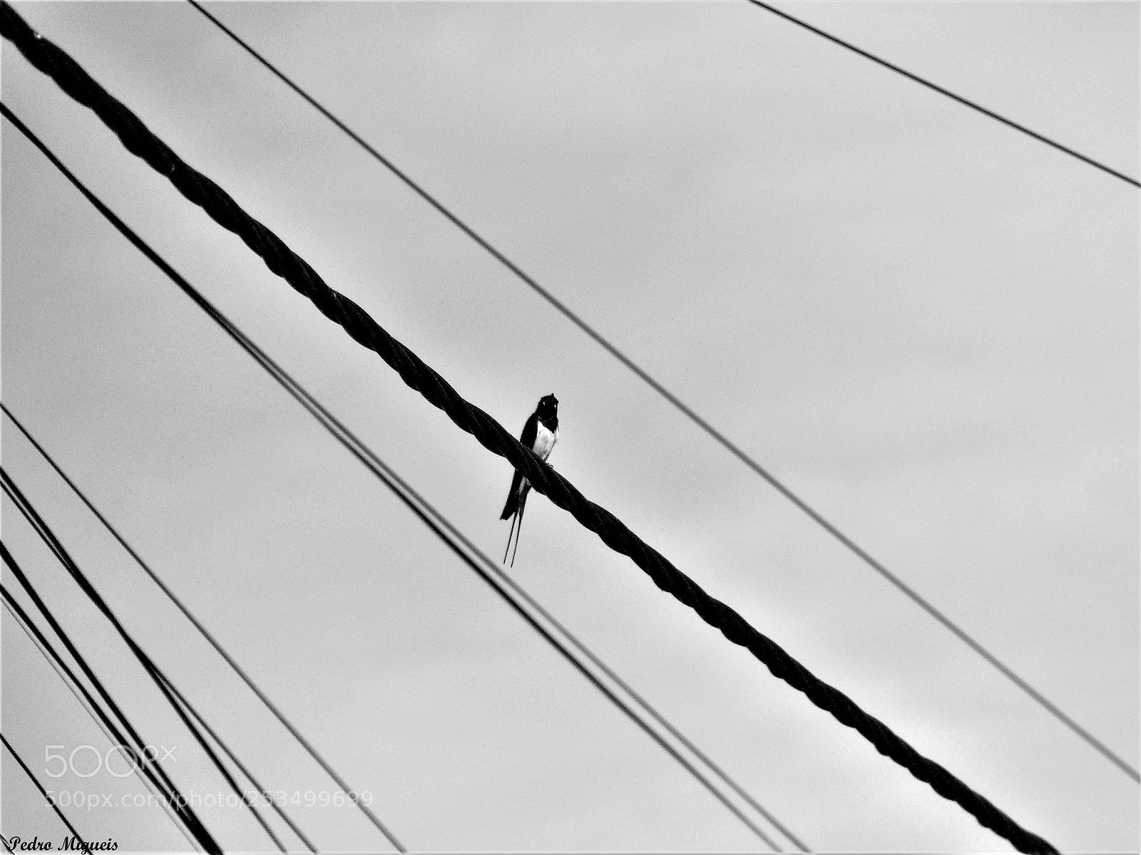 Panasonic Lumix DMC-FZ200 sample photo. Between rows photography