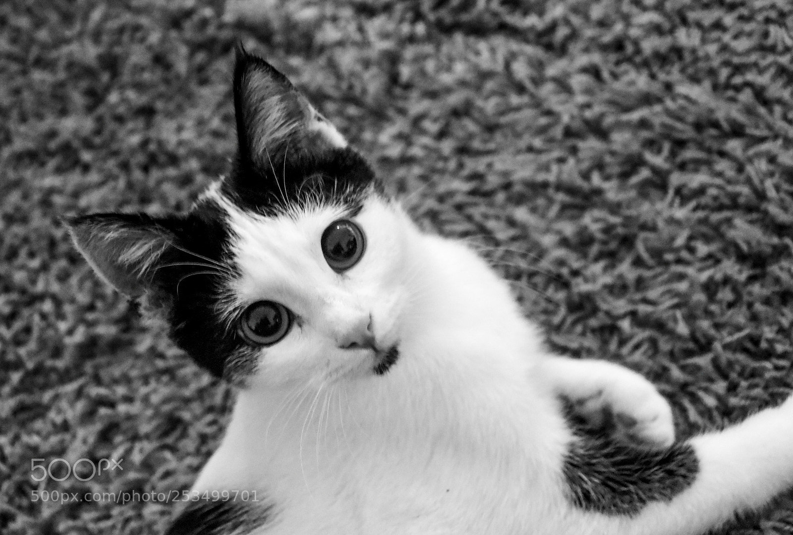 Nikon D7200 sample photo. Nausicaa photography