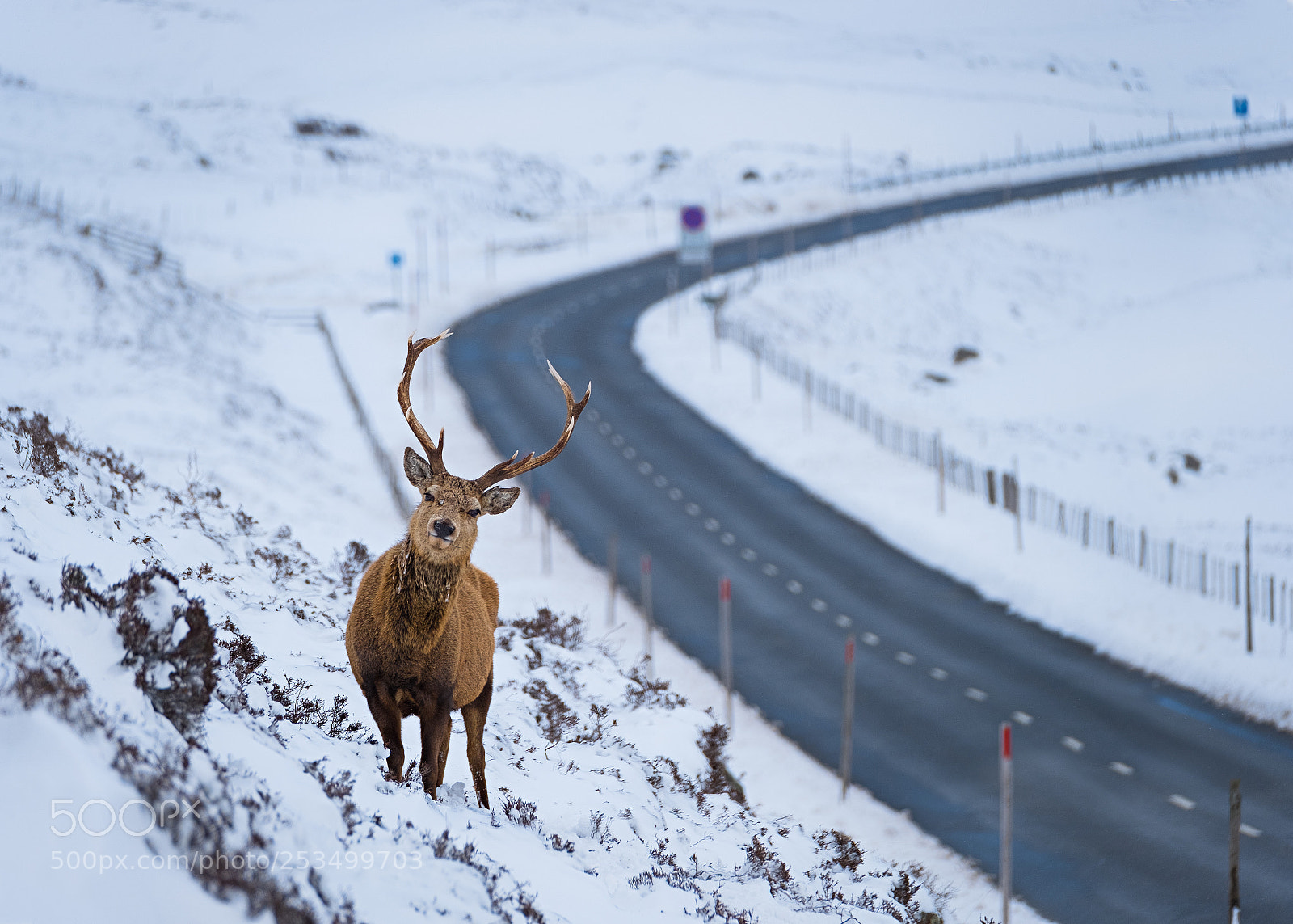 Fujifilm X-T20 sample photo. Cheeky stag by the photography