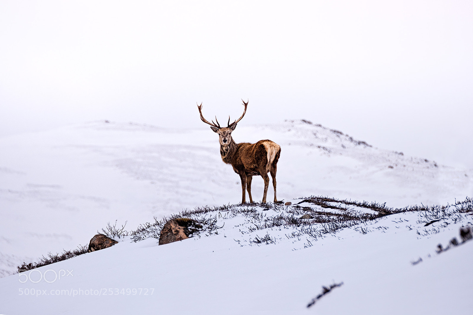 Fujifilm X-T20 sample photo. Stag on the hill photography