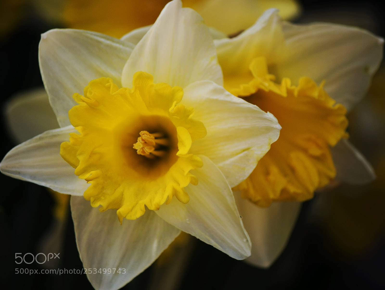 Canon EOS 70D sample photo. Daffodil photography
