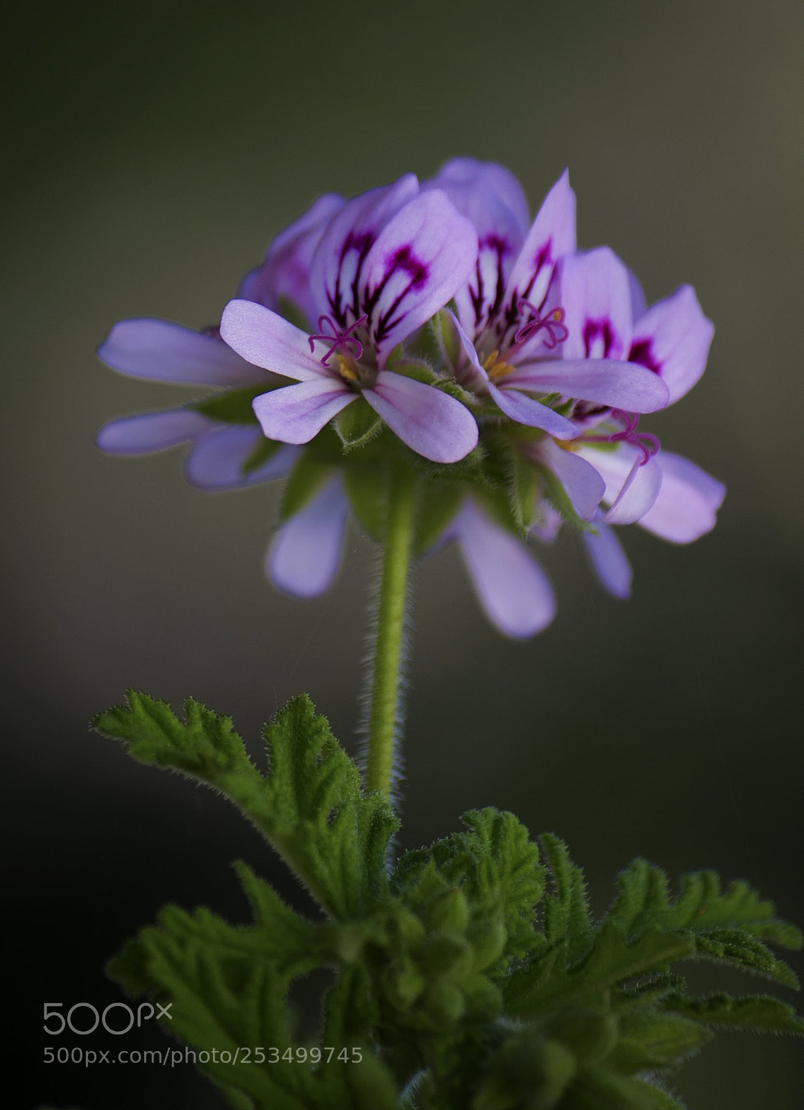 Canon EOS 70D sample photo. Citronella photography