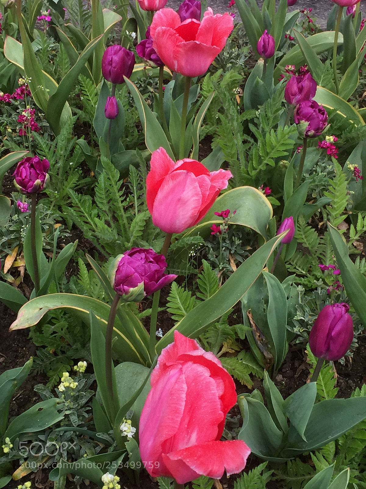 Apple iPhone 6 Plus sample photo. Tulip tempest trilogy 1 photography