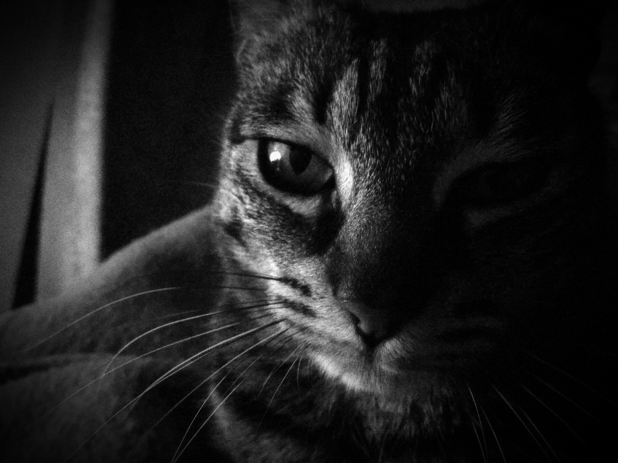 ASUS ZenFone 3 Max (ZC553KL) sample photo. Half portrait cat photography