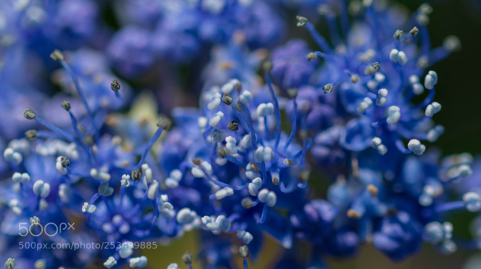 Canon EOS 60D sample photo. Blue floral details photography