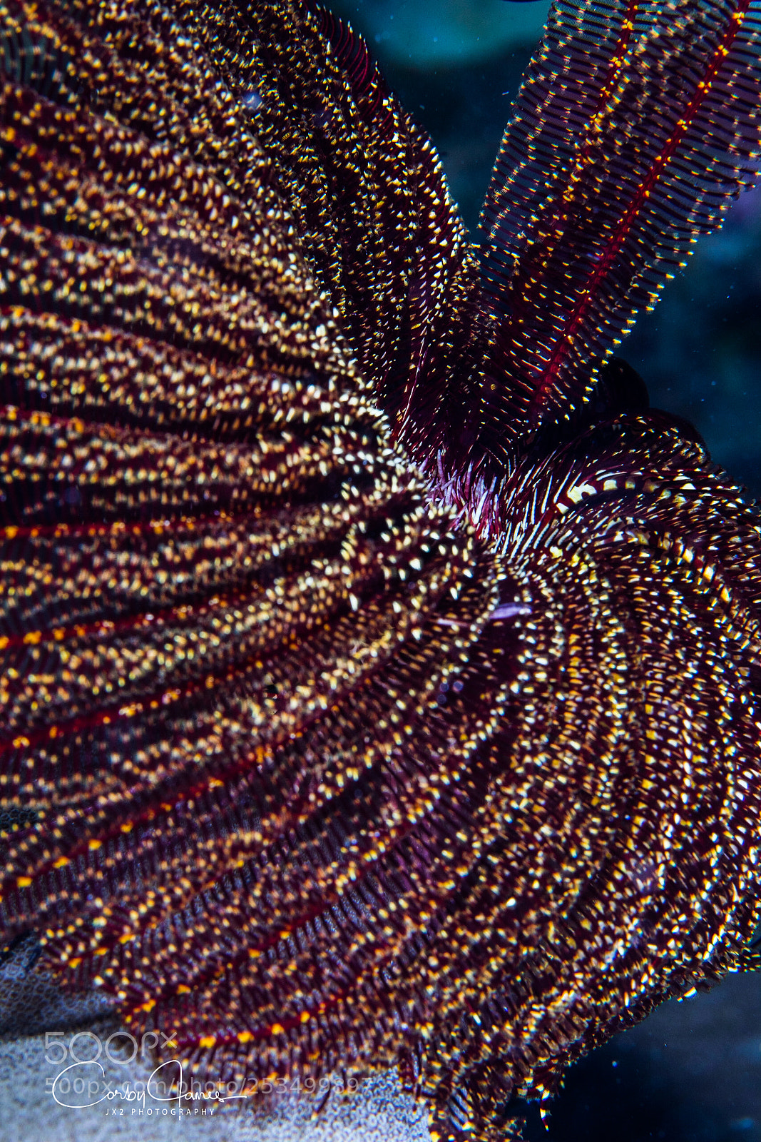 Canon EOS 5D Mark IV sample photo. Beautiful crinoid from raja photography