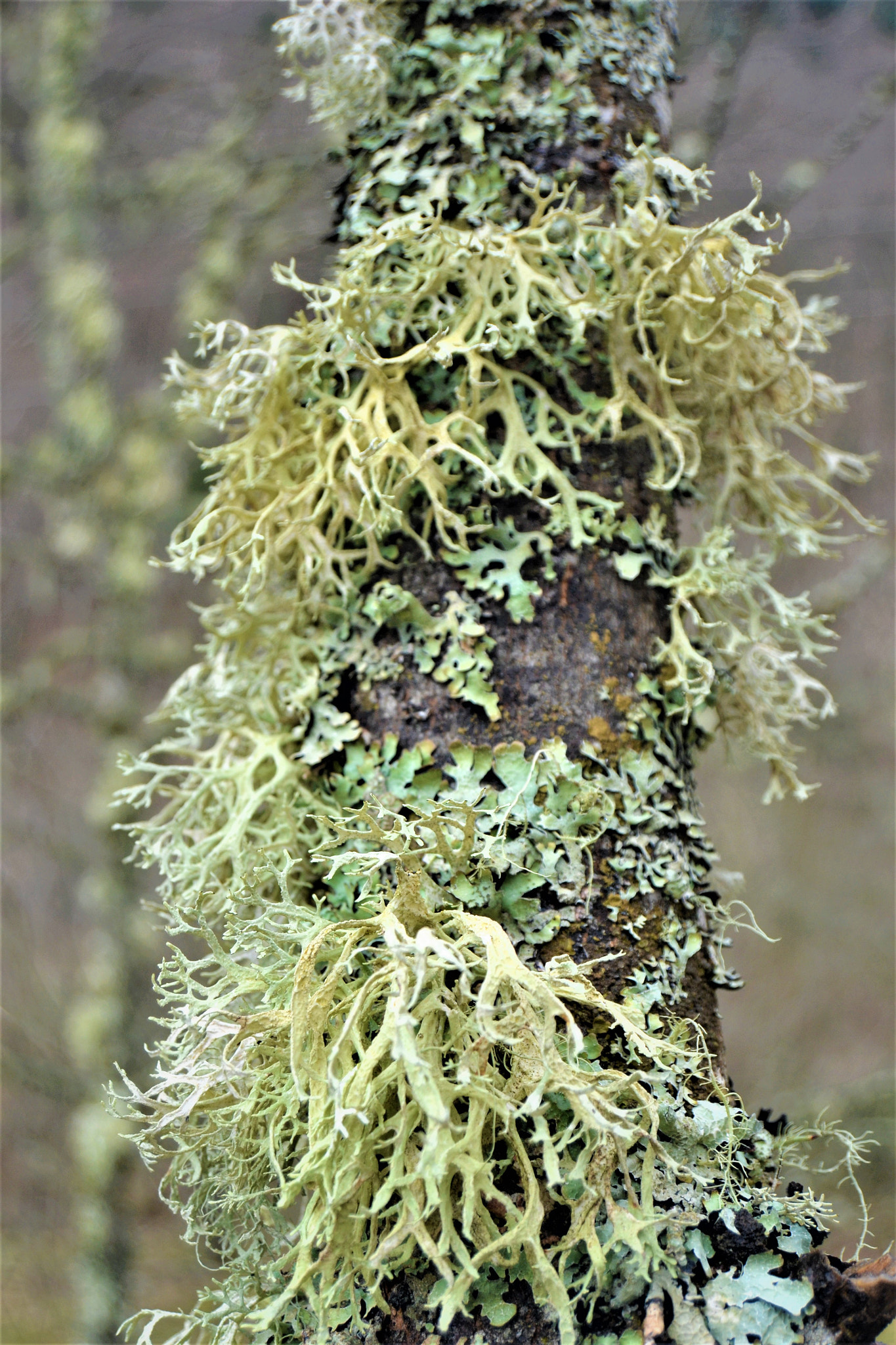 Nikon D3100 sample photo. Symbiosis photography