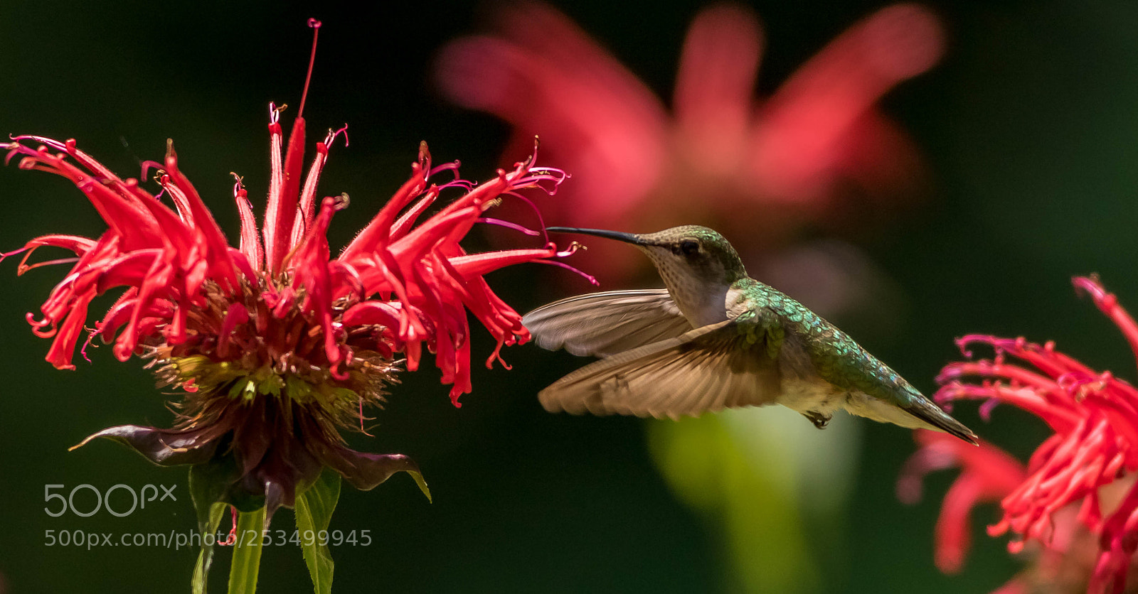 Canon EOS 7D Mark II sample photo. Female ruby-throated hummingbird photography