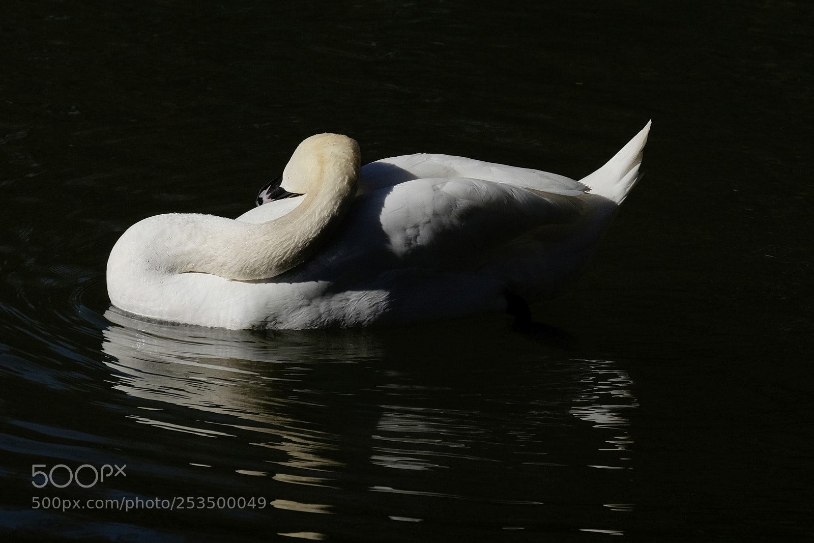 Fujifilm X-T10 sample photo. A harmony photography