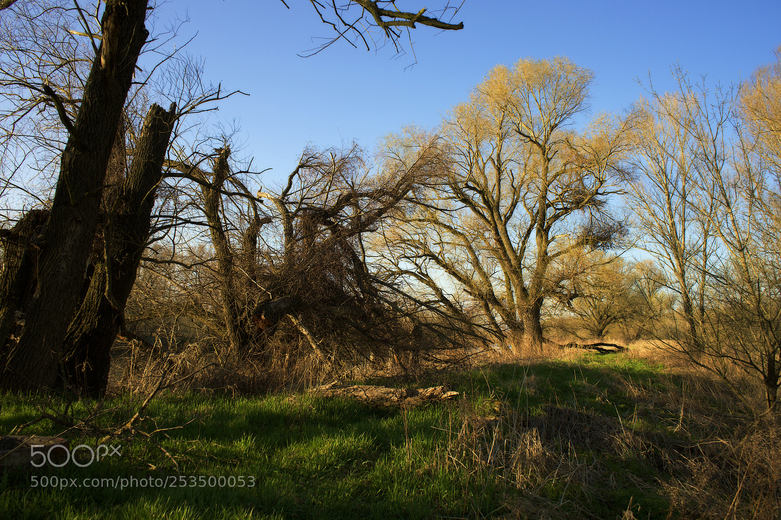 Sony a7 sample photo. Old tree photography