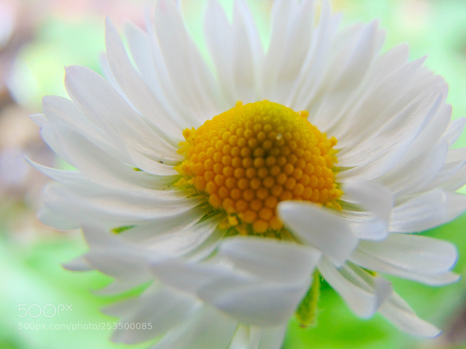 Sony Cyber-shot DSC-H300 sample photo. Daisy photography