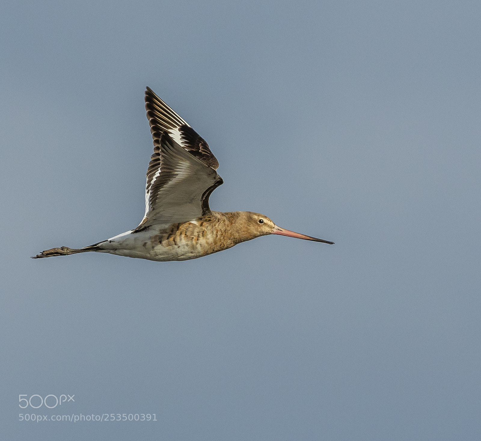 Canon EOS 7D Mark II sample photo. Godwit photography