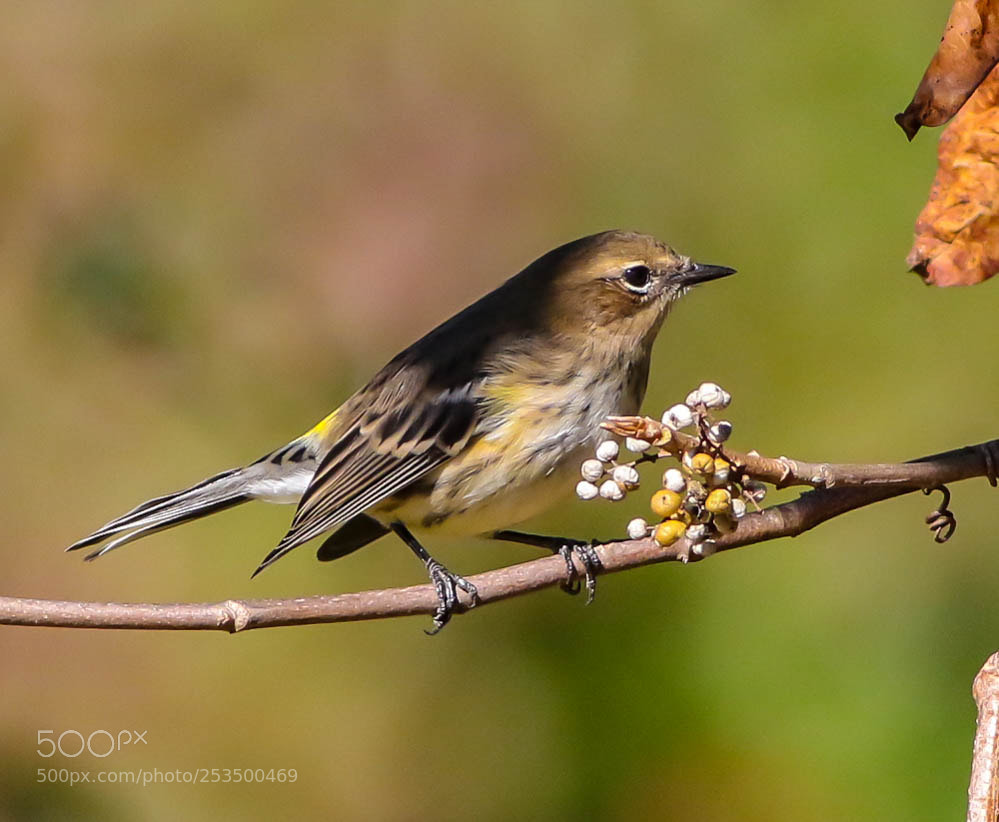 Canon EOS 7D Mark II sample photo. Yellow-rumped warbler photography