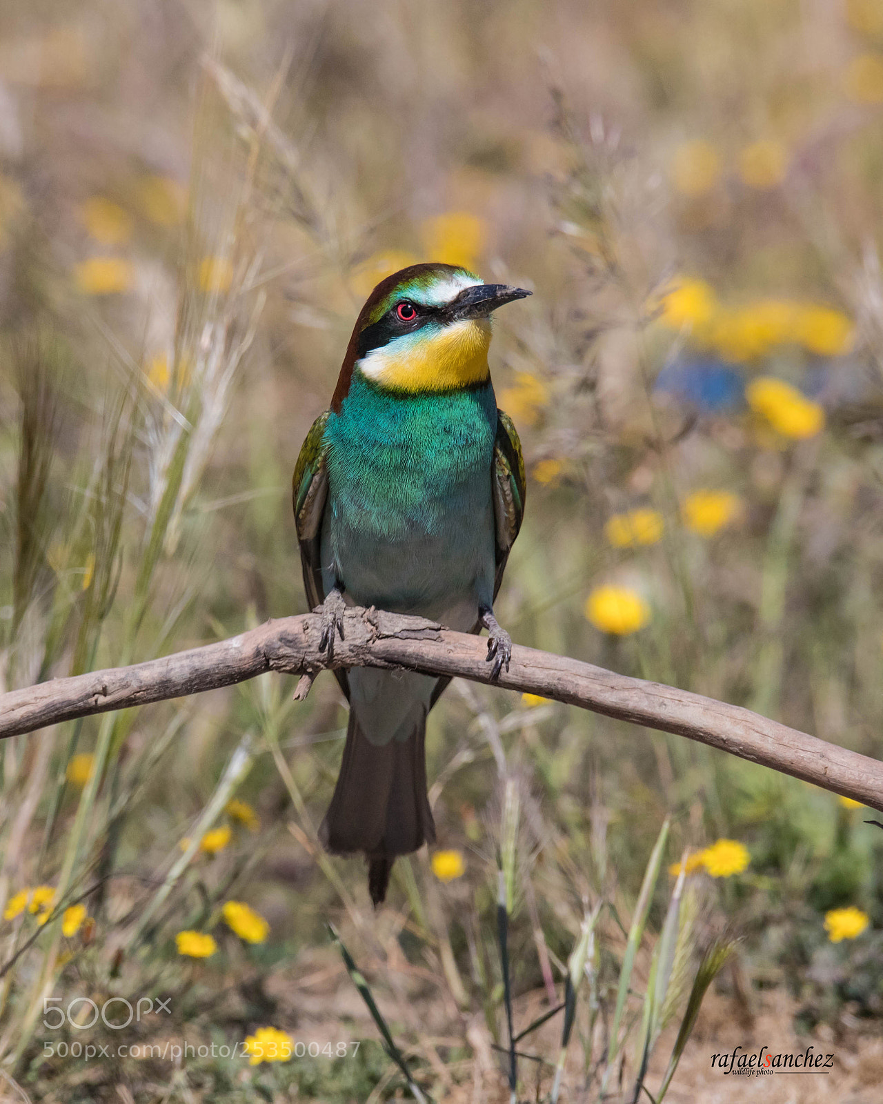 Canon EOS 5D Mark IV sample photo. Abejaruco  - bee eater photography