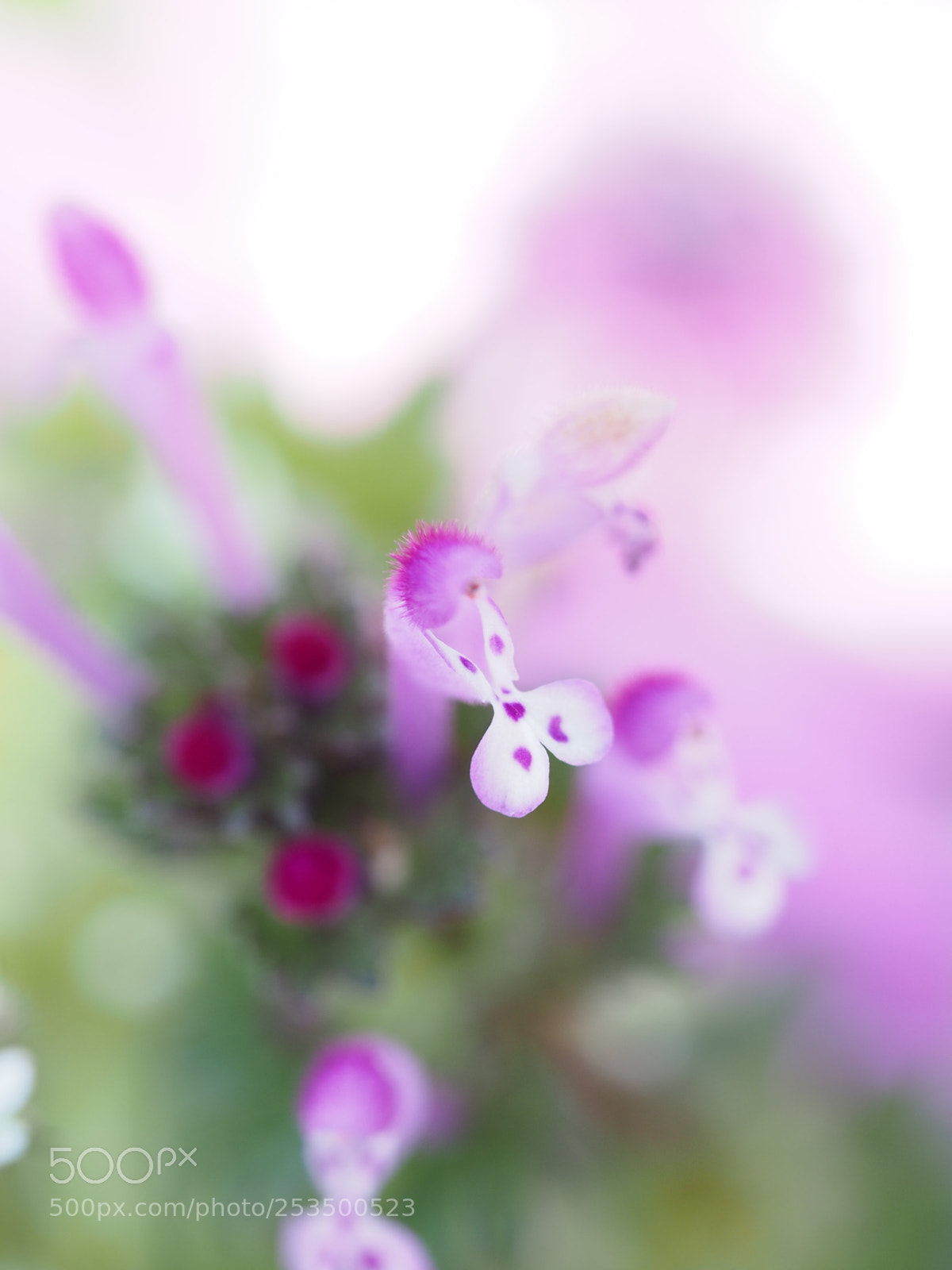 Olympus OM-D E-M5 sample photo. Floral photography