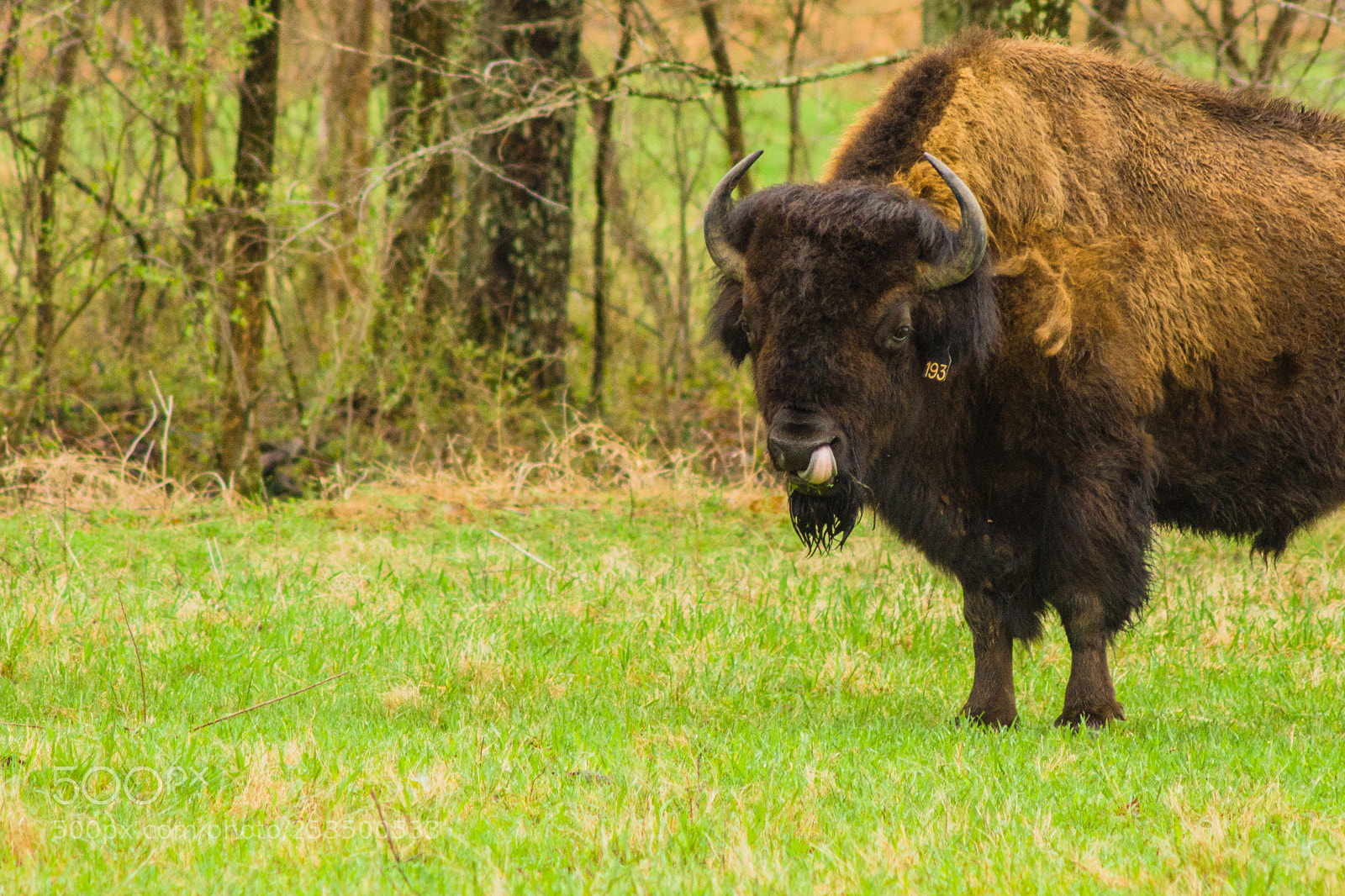 Sony SLT-A77 sample photo. Fresh bison photography