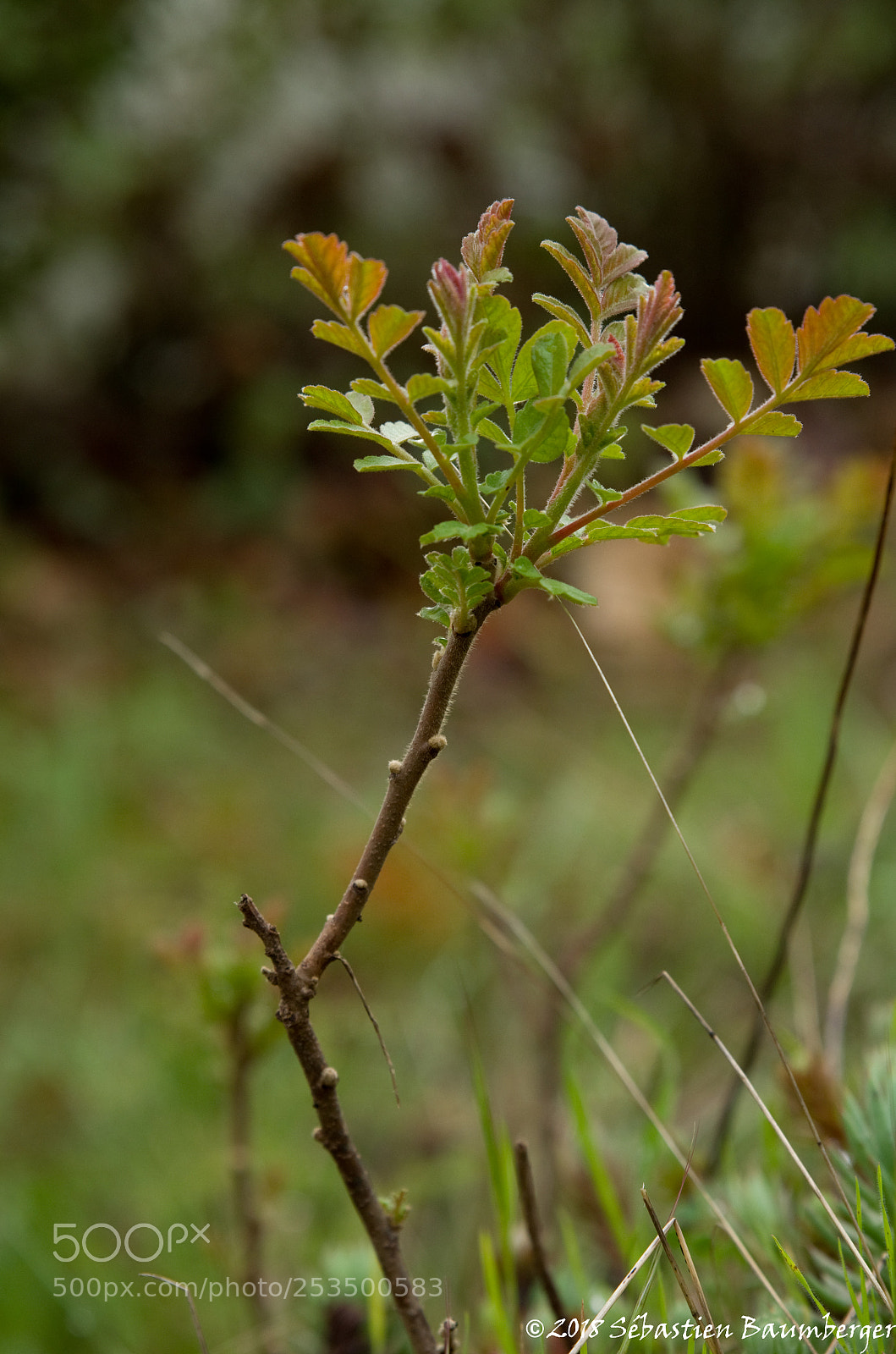 Pentax K-30 sample photo. Arbuste photography