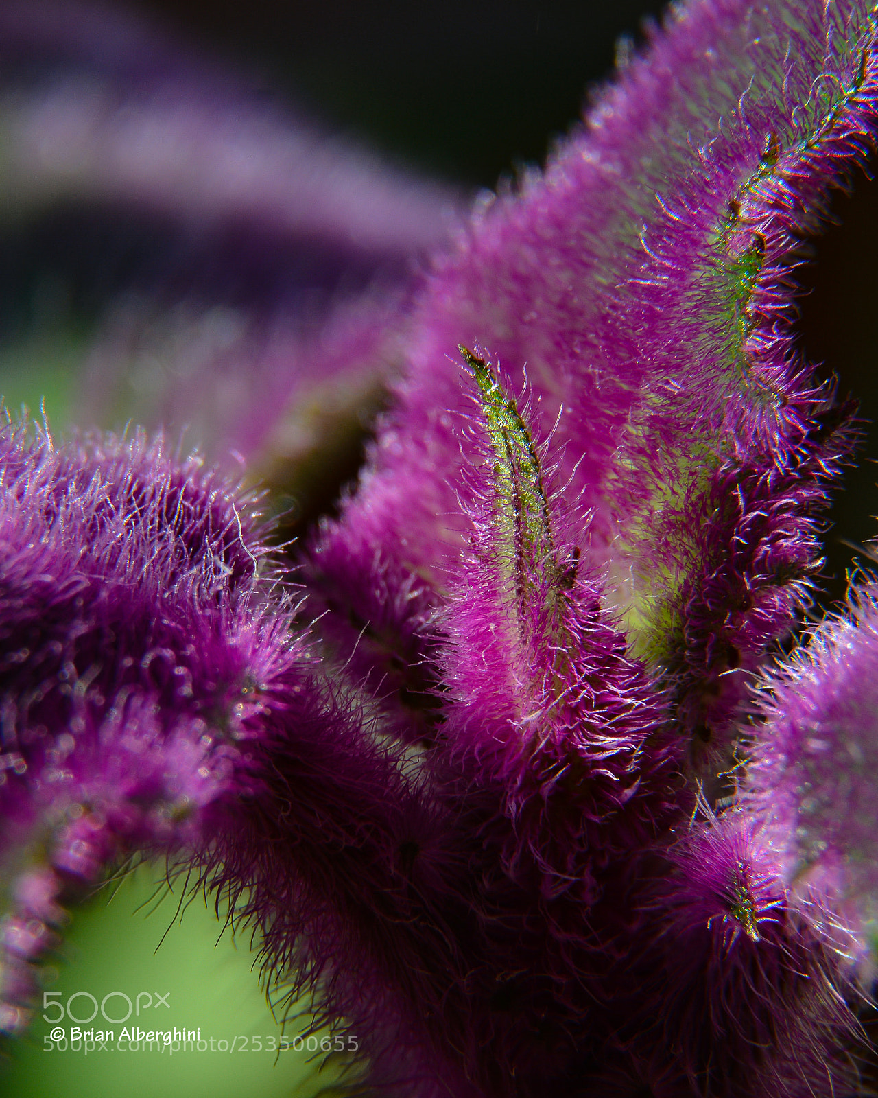 Nikon D7100 sample photo. Purple hair photography