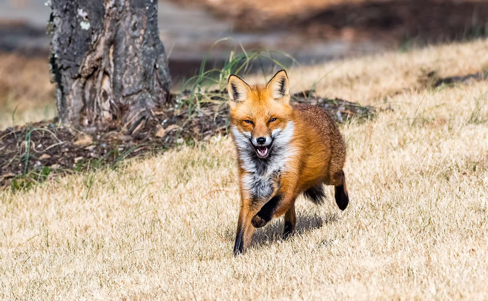 Nikon D500 sample photo. Fox run photography